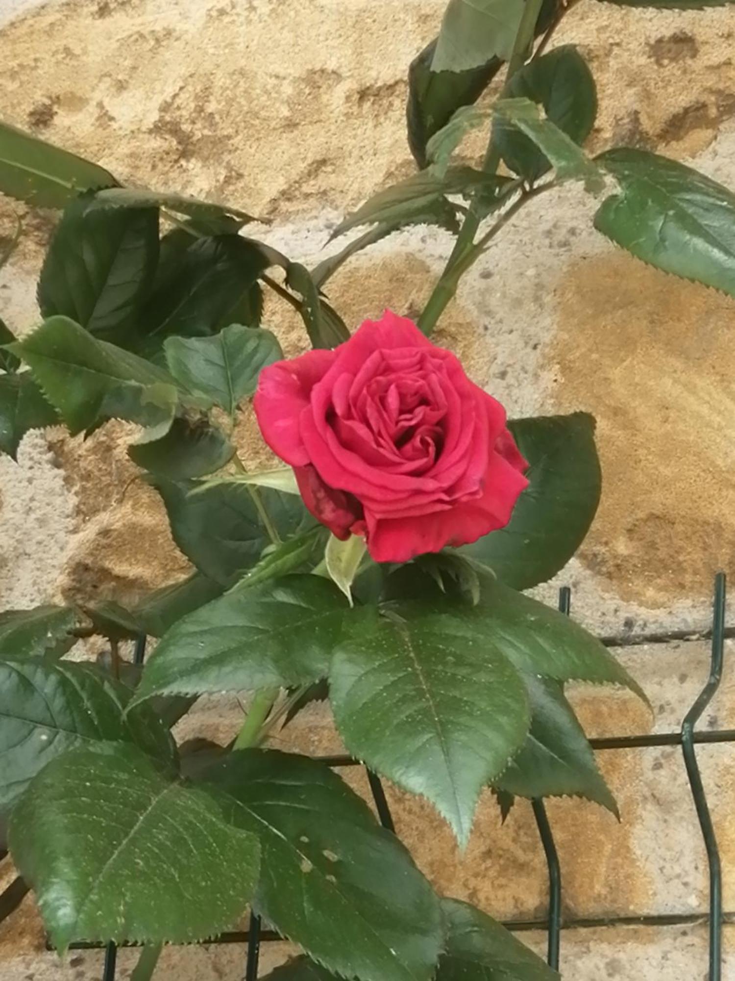 O Jardin De Boutancourt Villa Dış mekan fotoğraf