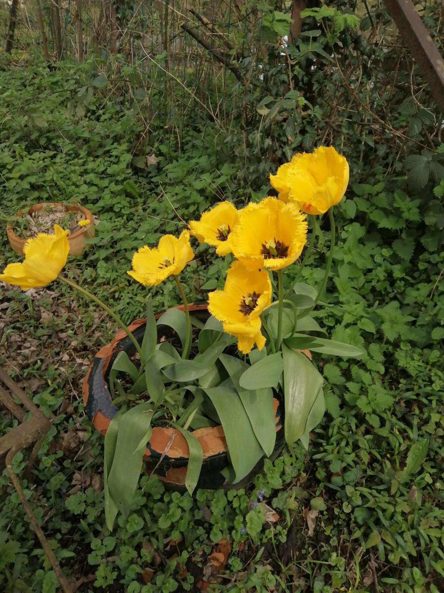 O Jardin De Boutancourt Villa Dış mekan fotoğraf