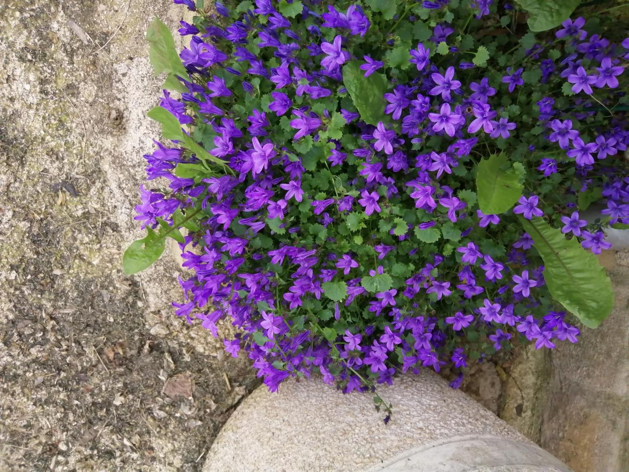 O Jardin De Boutancourt Villa Dış mekan fotoğraf