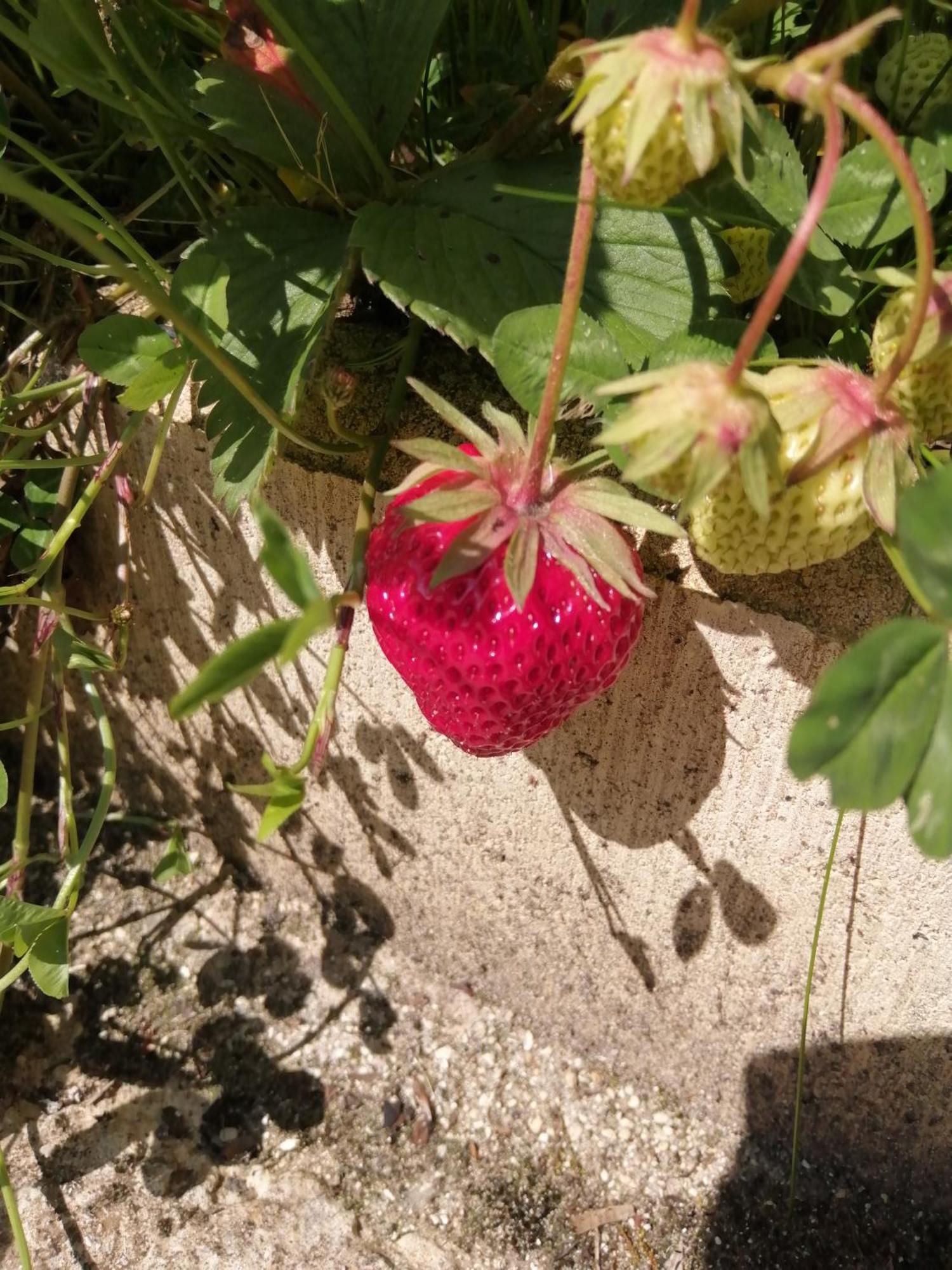 O Jardin De Boutancourt Villa Dış mekan fotoğraf